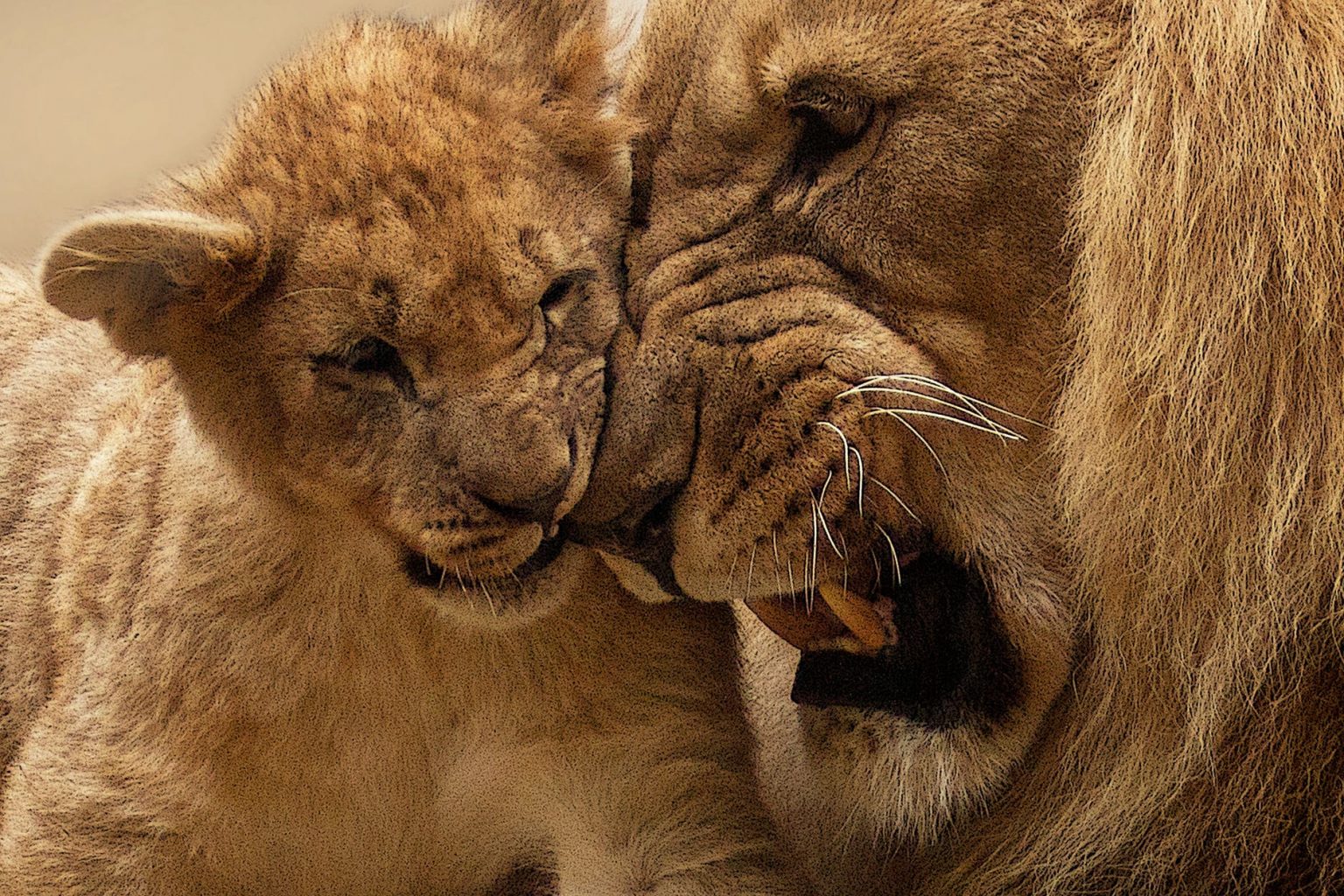 animal cute fur africa