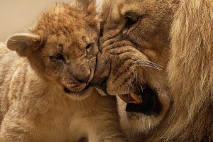 animal cute fur africa
