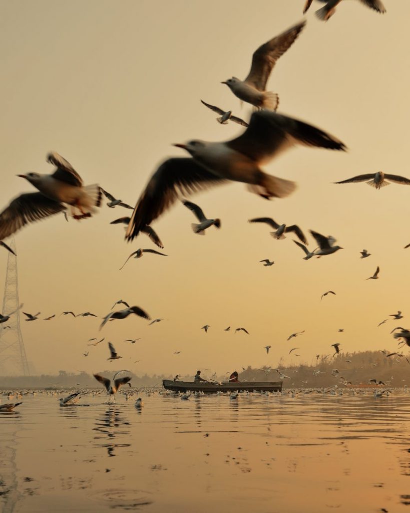 birds flying over sea with boat
